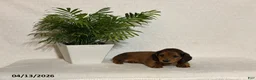Miniature Dachshund dogs for sale: Laddie - Ad 3