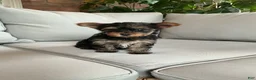 Yorkshire Terrier dogs for sale: Sophie - Ad 4