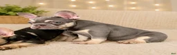 French Bulldog dogs for sale:  Handsome - Ad 3