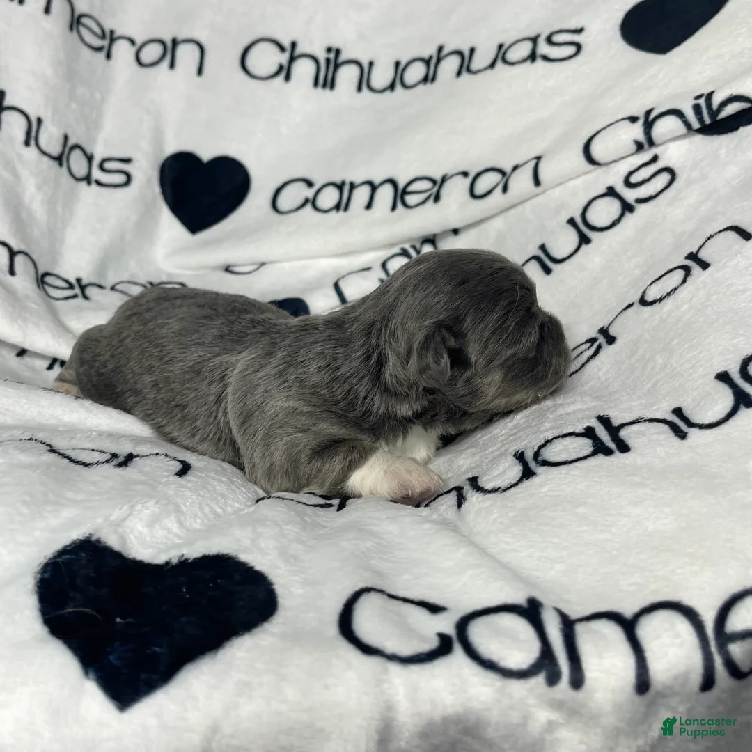 Chihuahua dogs for sale: Fern Blue Long Coat - Ad 2