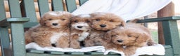 Mini Goldendoodle dogs for sale: Honey - Ad 7