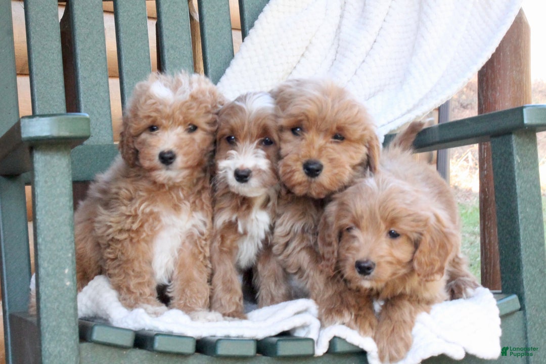 Mini Goldendoodle dogs for sale: Honey - Ad 7