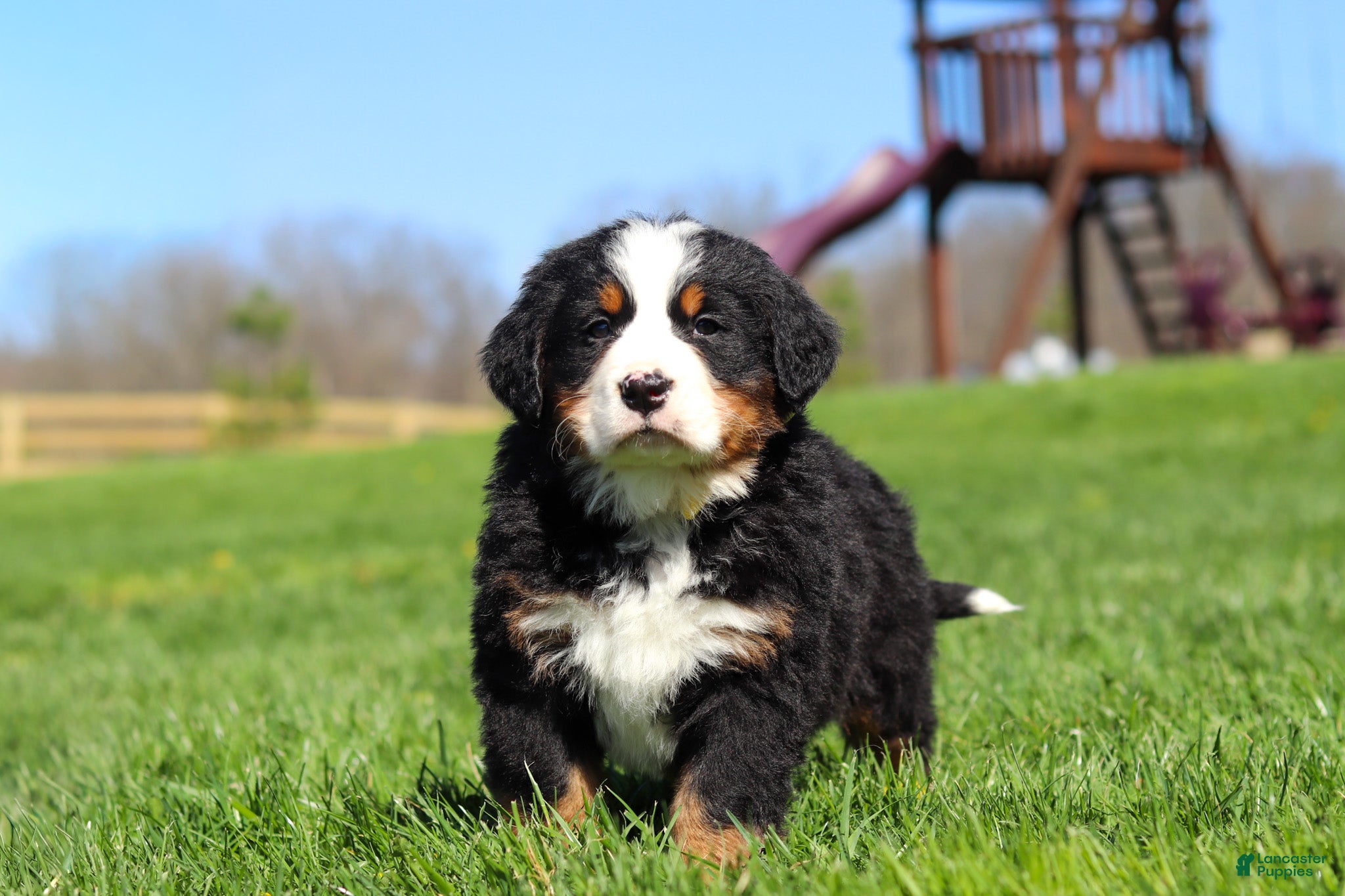 Bernese Mountain Dog dogs Jake - Ad 2