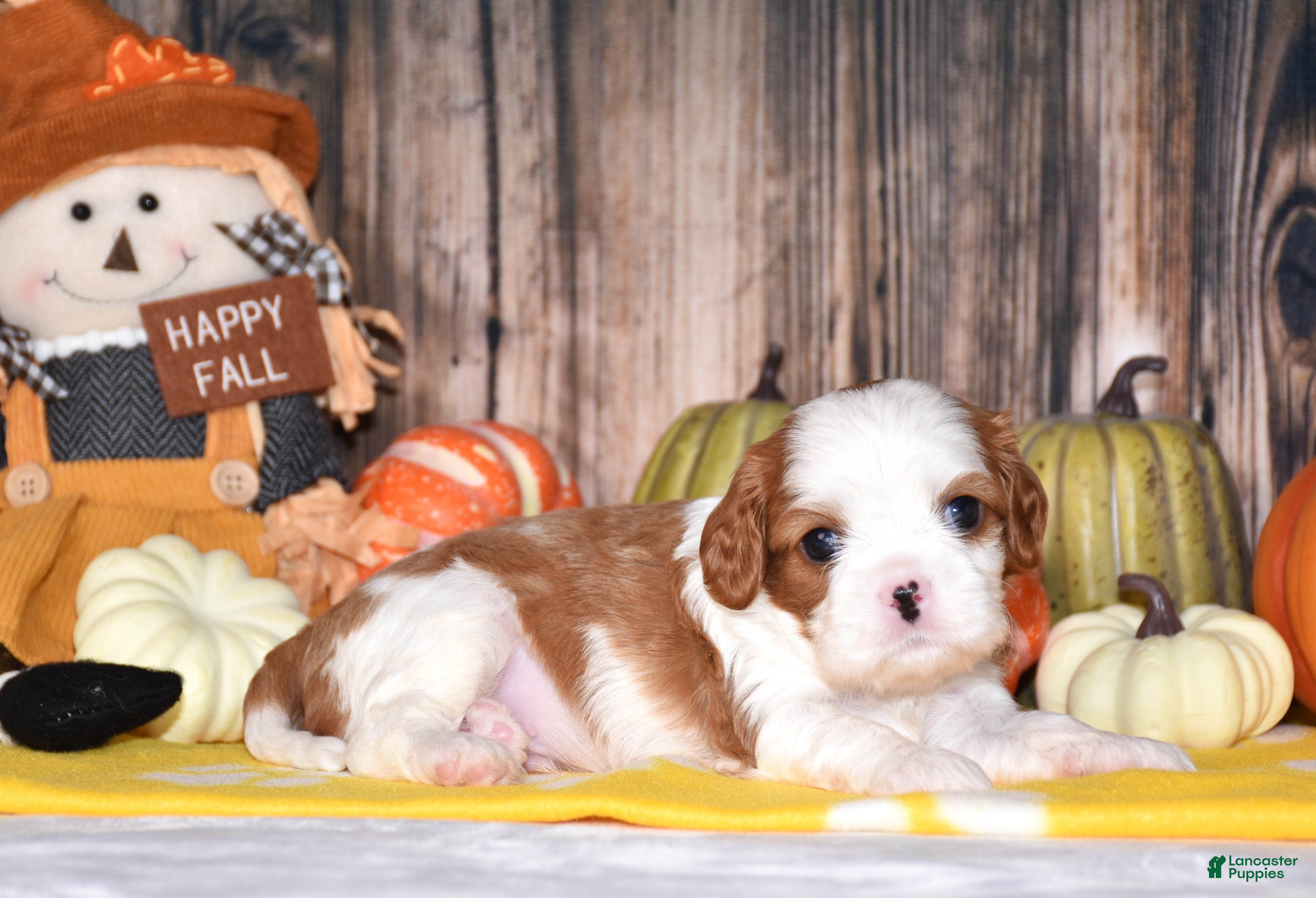 Cavalier King Charles Spaniel dogs Champ - Ad 1