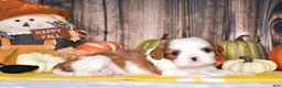Cavalier King Charles Spaniel dogs for sale: Champ - Ad 1