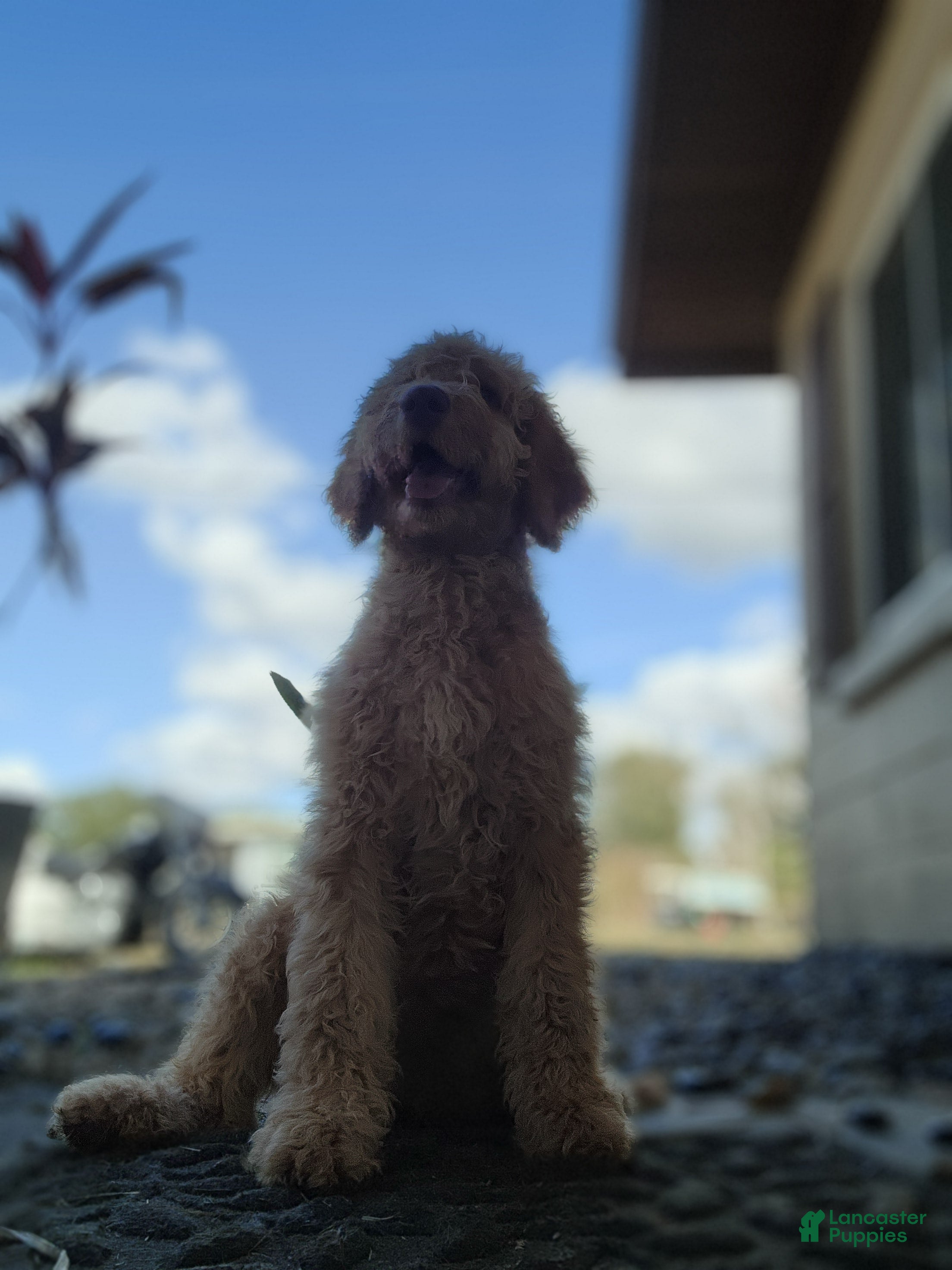 Goldendoodle dogs Nes - Ad 37