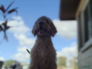 Goldendoodle dogs Nes - Ad 26