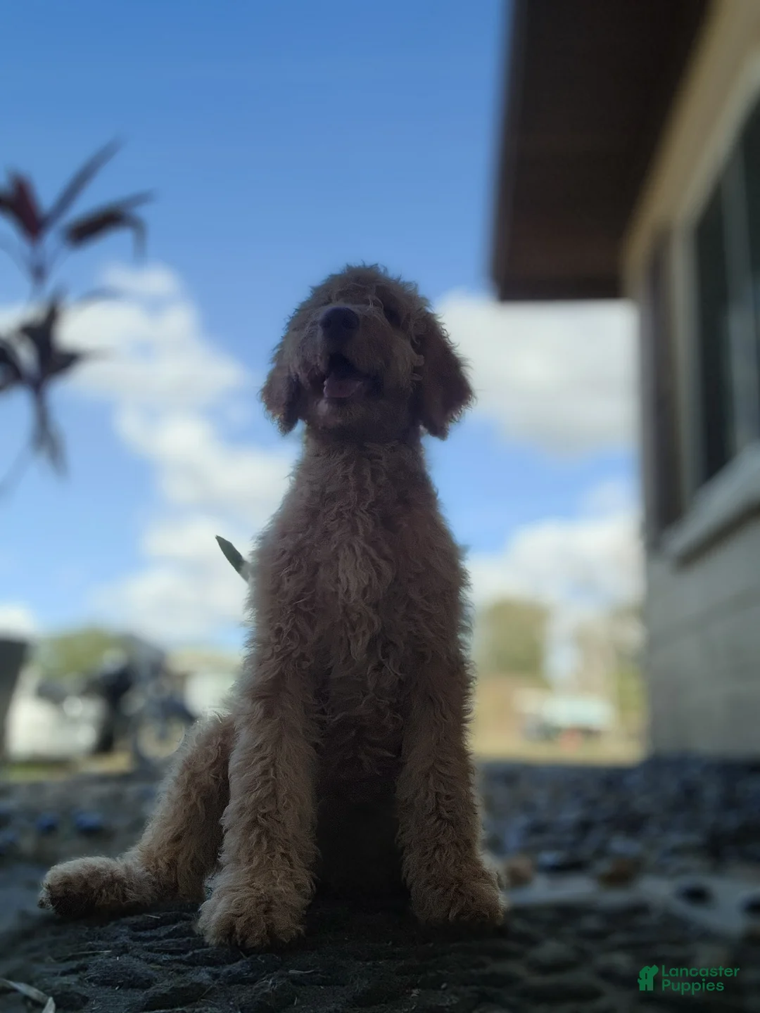 Goldendoodle dogs for sale: Nes - Ad 1