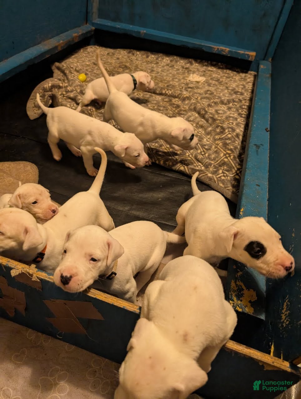 Dogo Argentino dogs Dogo Argentino Puppy 9 - Ad 1