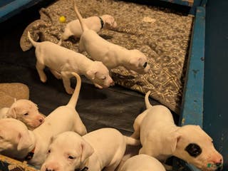 Dogo Argentino dogs Dogo Argentino Puppy 9 - Ad 1