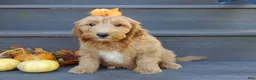 Mini Goldendoodle dogs for sale: Laci - Ad 3
