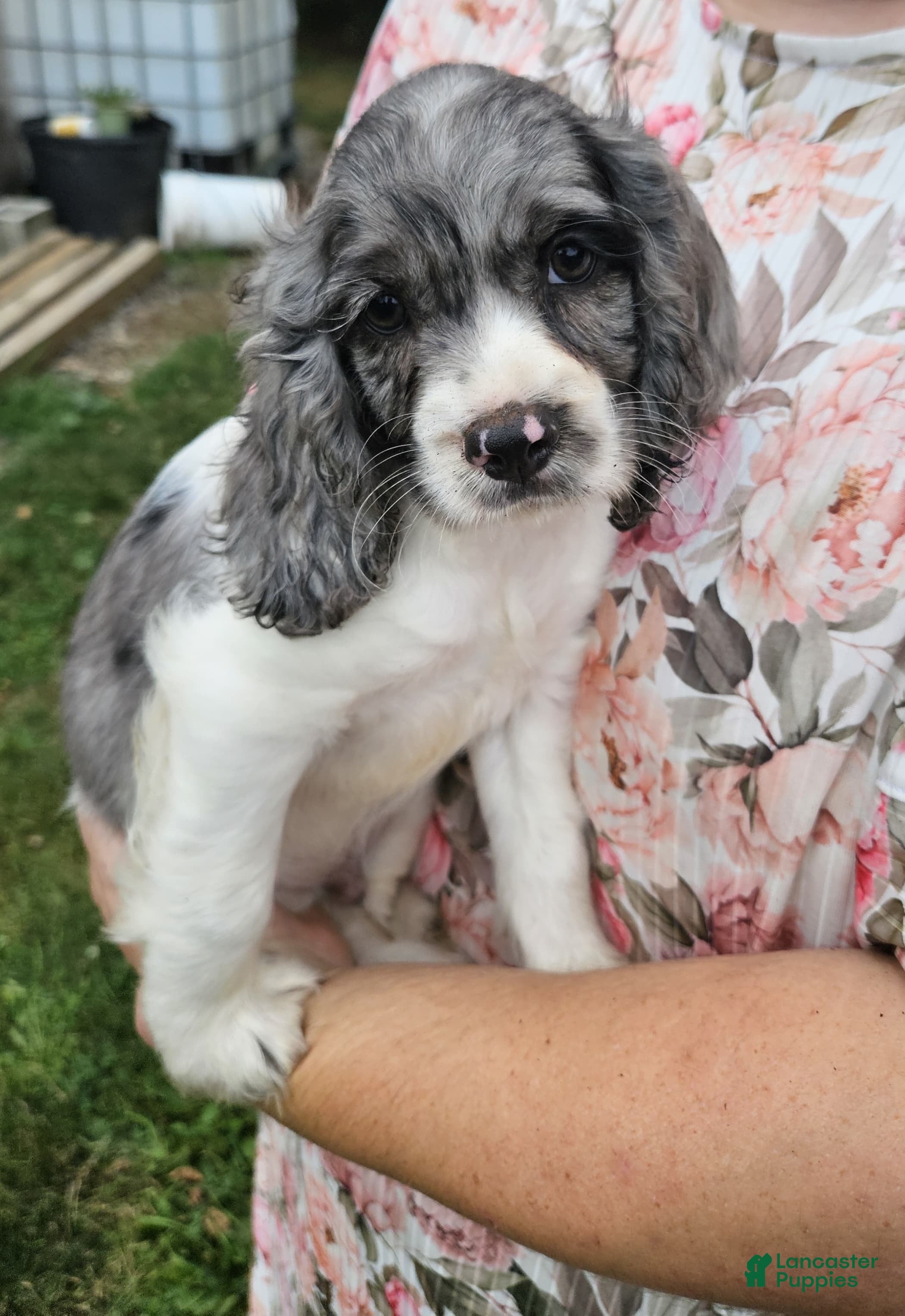 Mixed Breed dogs Spotty - Ad 2