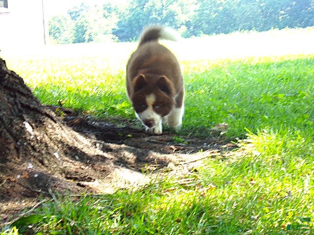 Siberian Husky dogs  S2 - Ad 2