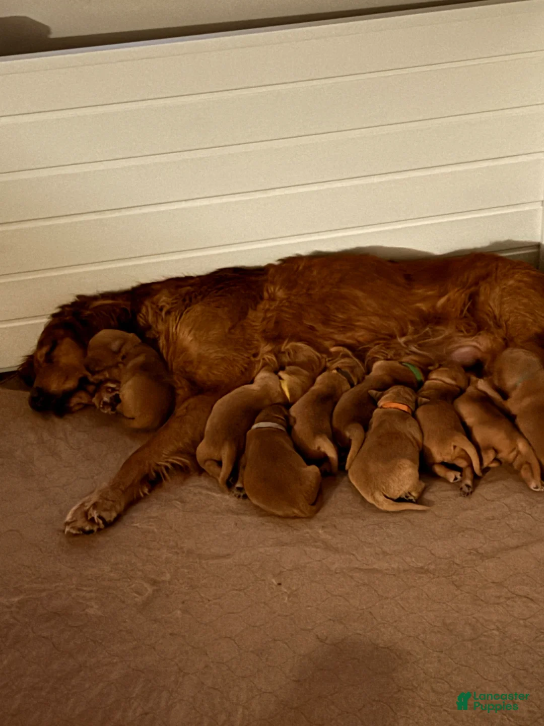 Golden Retriever dogs for sale: Golden Retriever Puppy 9 - Ad 5