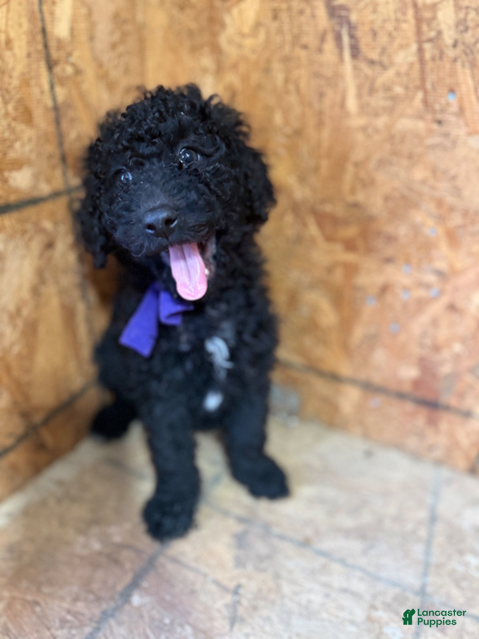 Standard Poodle dogs Purple girl - Ad 1