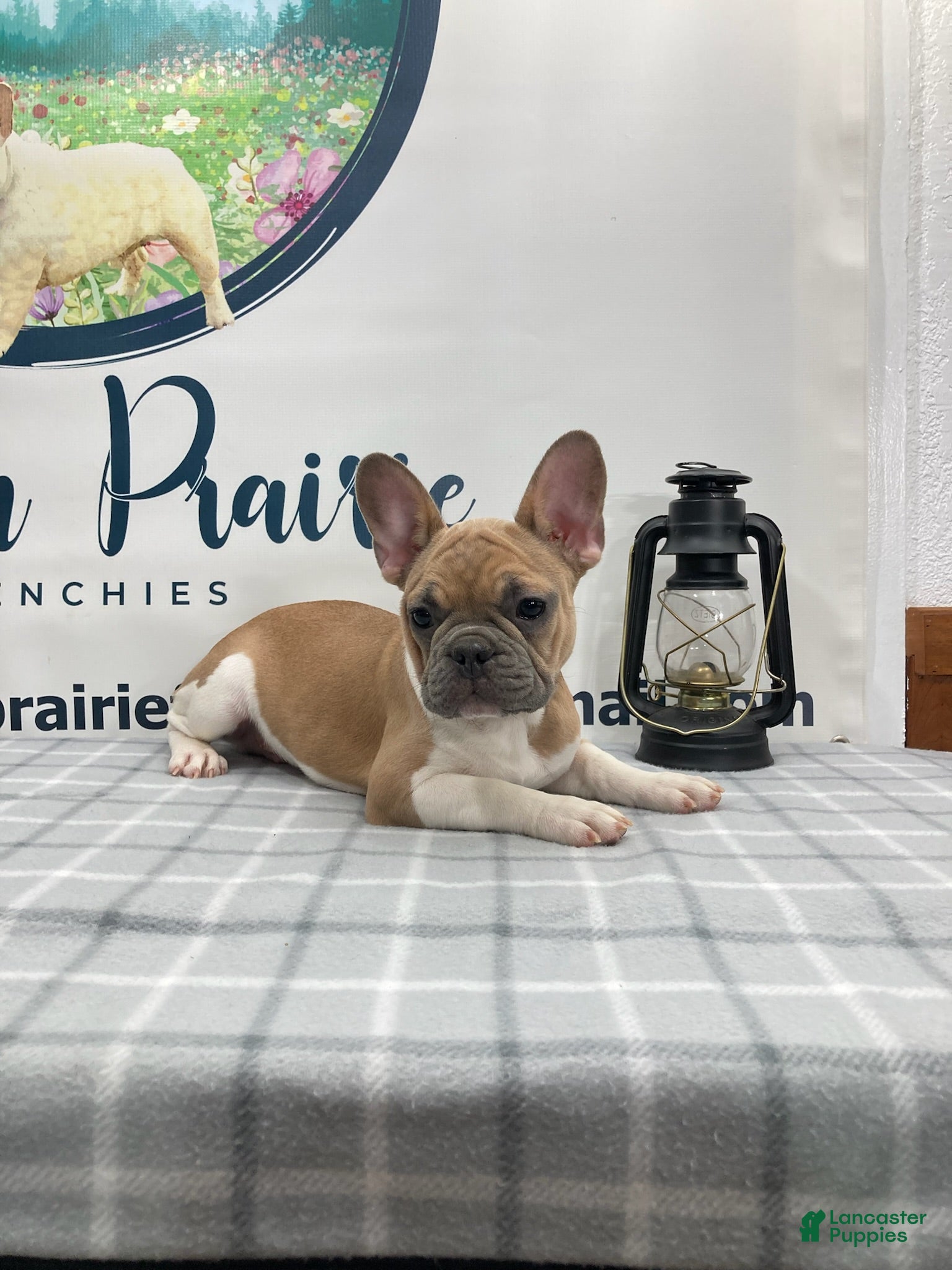 French Bulldog dogs Liam French Bulldog Puppy  - Ad 1