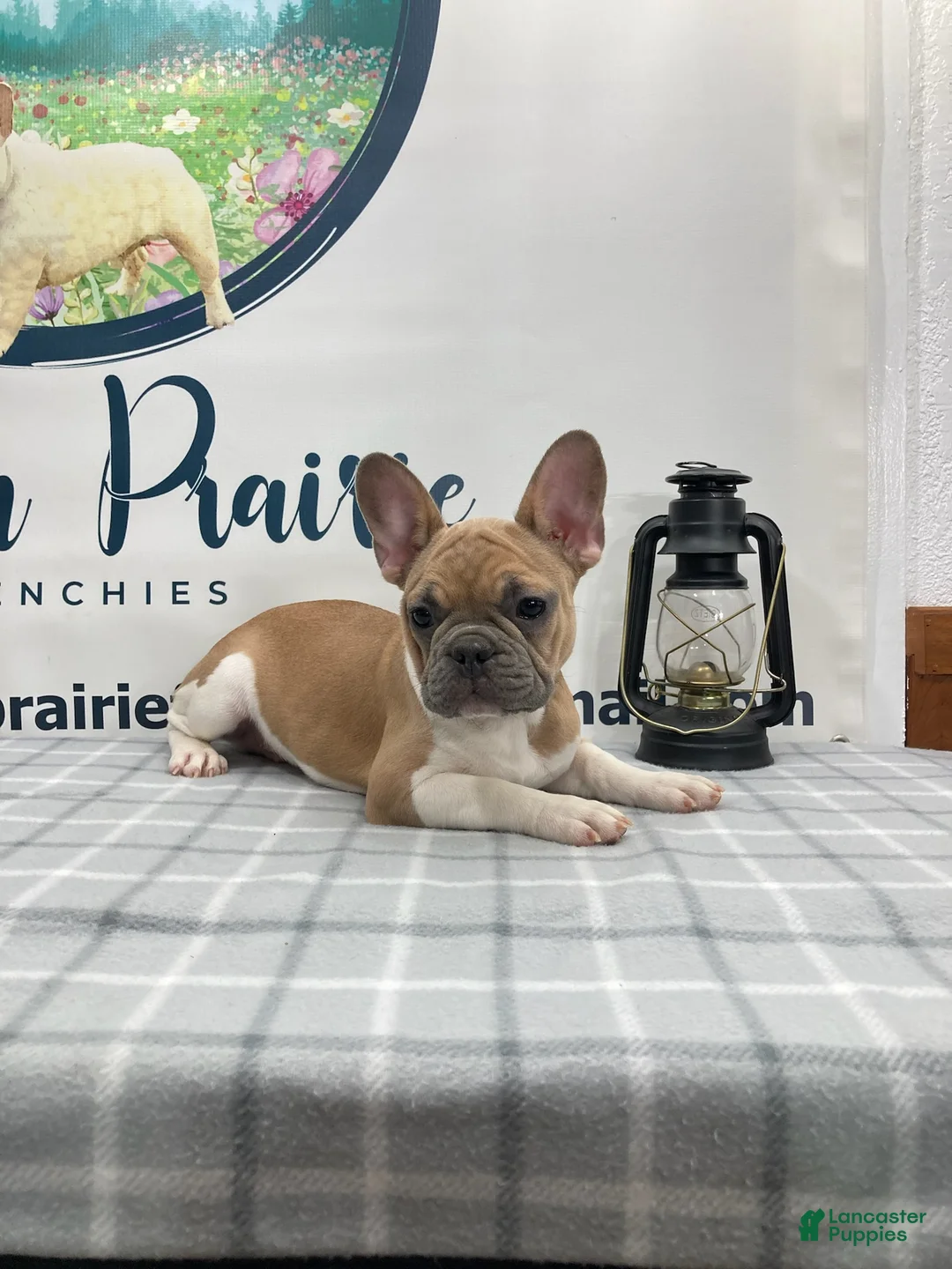 French Bulldog dogs for sale: Liam French Bulldog Puppy  - Ad 1