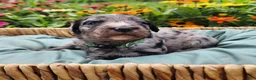 Mini Sheepadoodle dogs for sale: Artemis  - Ad 15