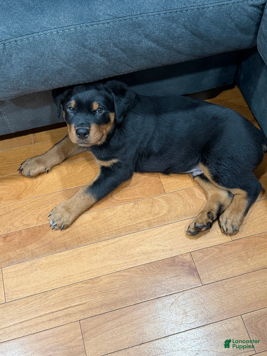 Rottweiler dogs for sale: Rottweiler Puppy 1 - Ad 3