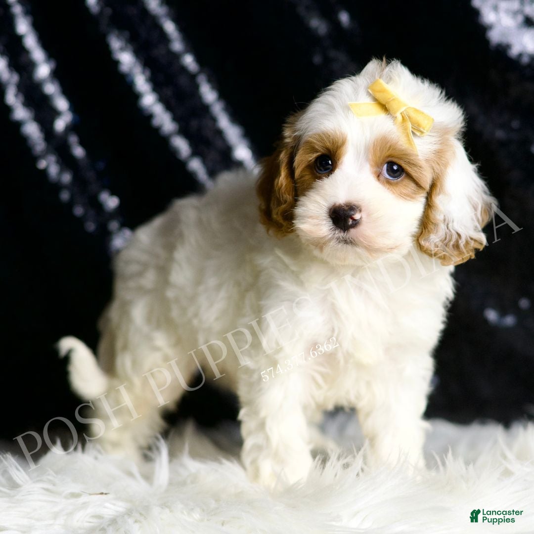 Cavapoo dogs for sale: Odin - Ad 5