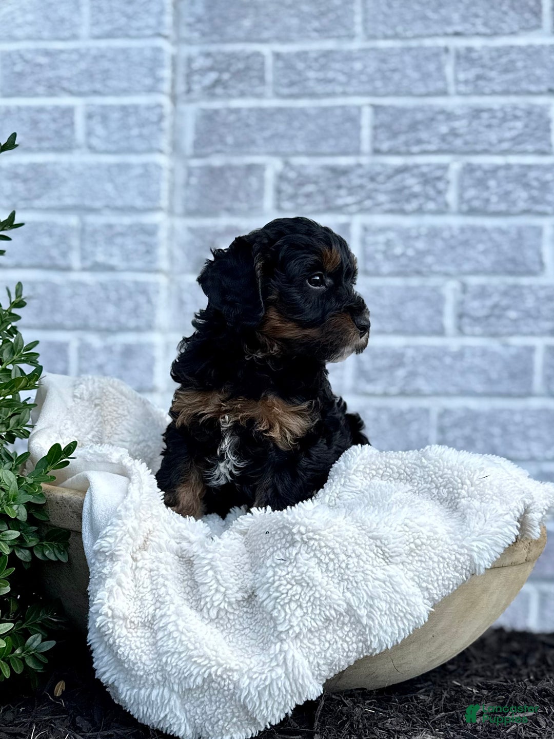 Cavapoo dogs for sale: Mickey - Ad 4