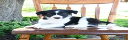 Border Collie dogs for sale: Logan - Ad 5