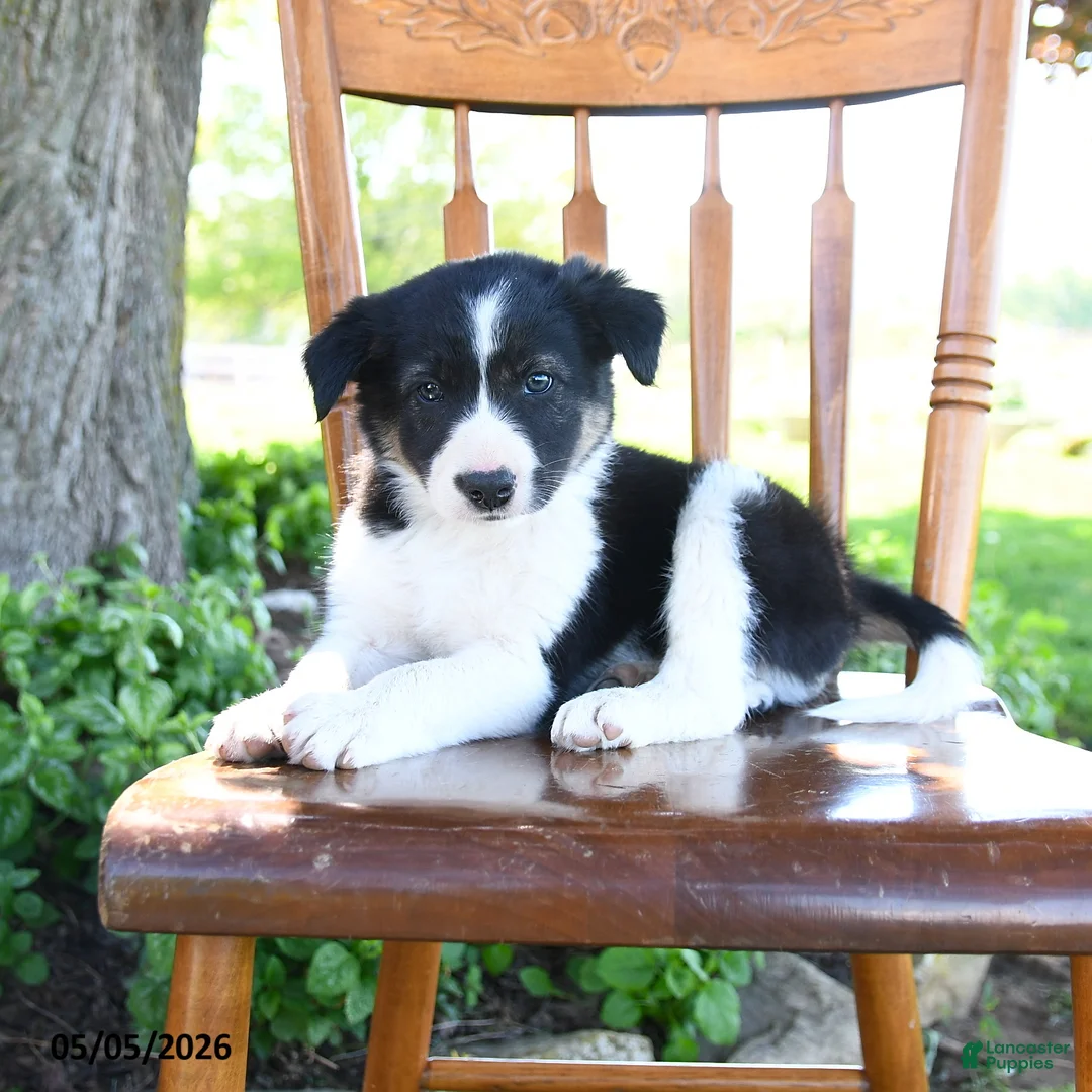 Border Collie dogs for sale: Logan - Ad 5