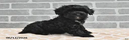 Maltipoo dogs for sale: Benji - Ad 3
