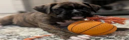 Boxer dogs for sale: Bronco - Ad 1