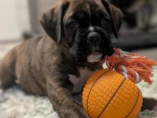 Boxer dogs for sale: Bronco - Ad 4