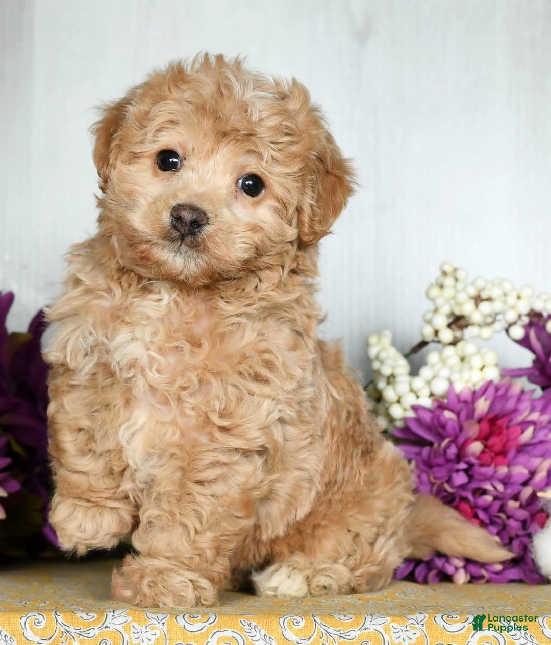 Gallery Image {{count}}