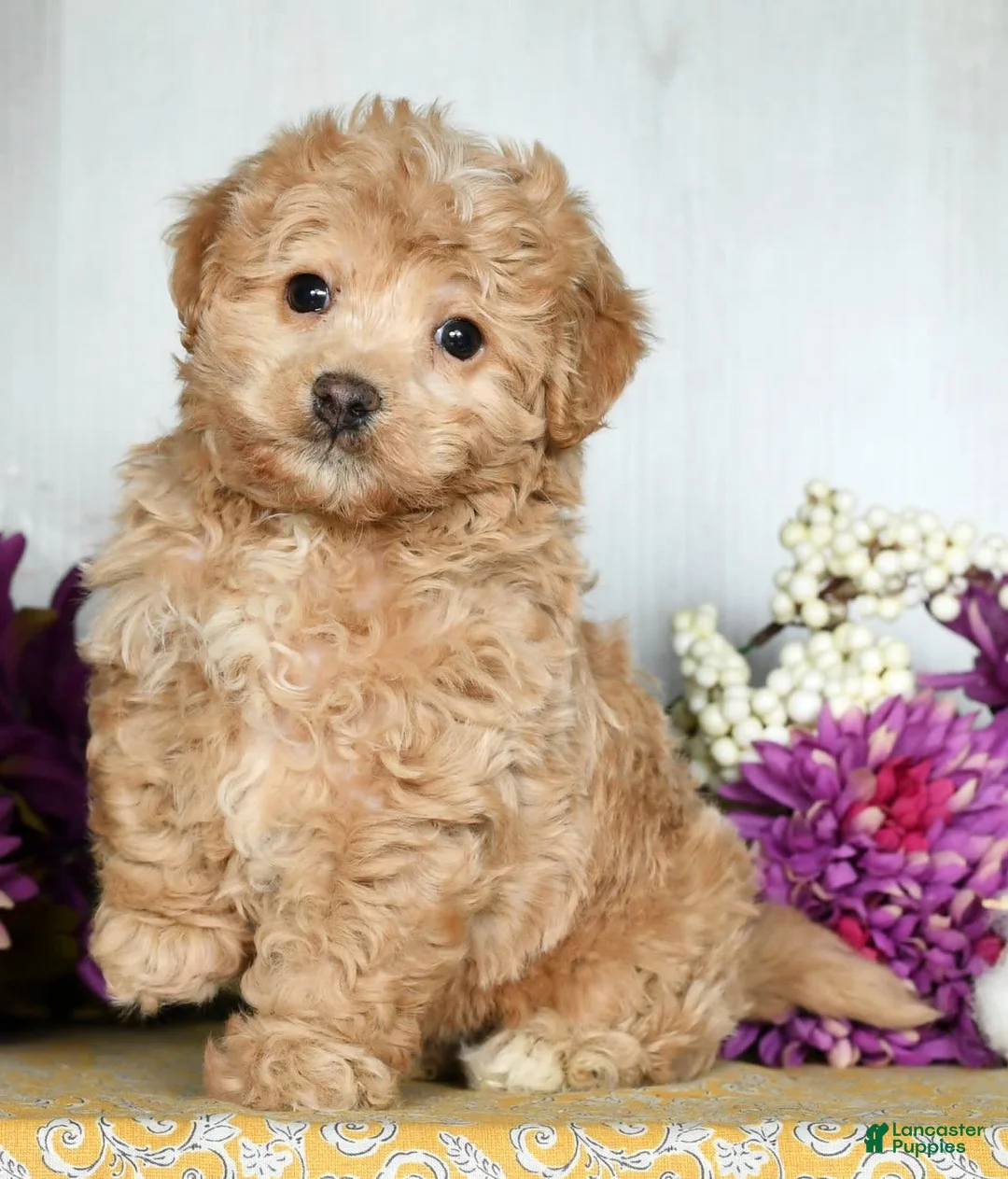 Gallery Image {{count}}