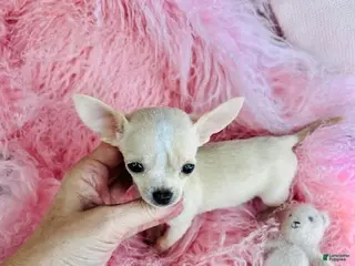 Chihuahua dogs Chihuahua Puppy 1 - Ad 23