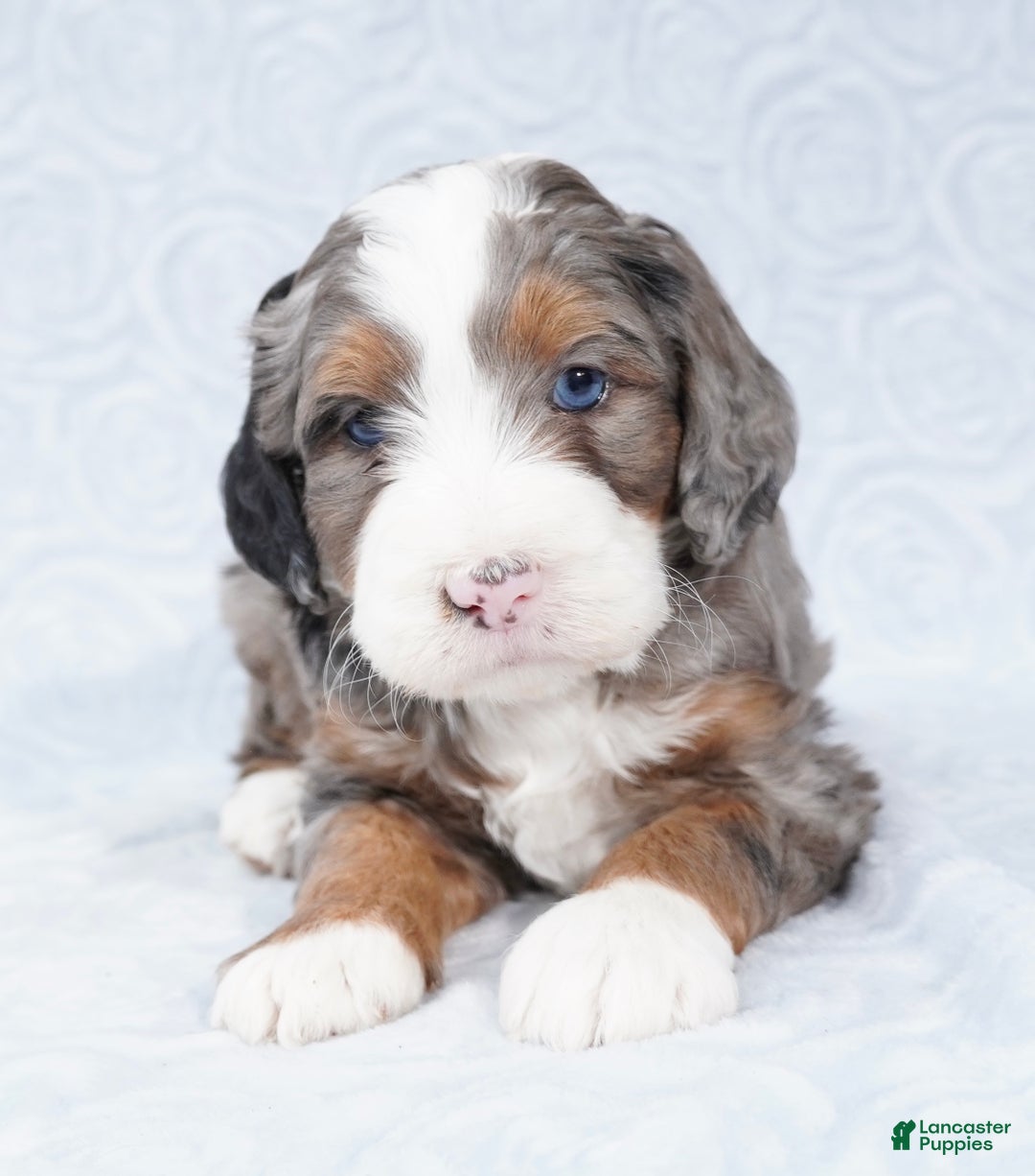 Mini Bernedoodle dogs for sale: Mini Jax - Ad 1