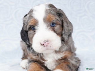 Mini Bernedoodle dogs Mini Jax - Ad 35