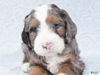 Mini Bernedoodle dogs Mini Jax - Ad 29