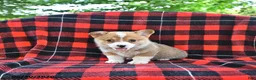 Welsh Corgi Pembroke dogs for sale: Pepper - Ad 4