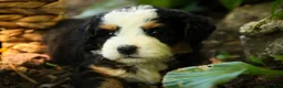 Mini Bernedoodle dogs for sale: Mercedes Mini Bernedoodle  - Ad 5