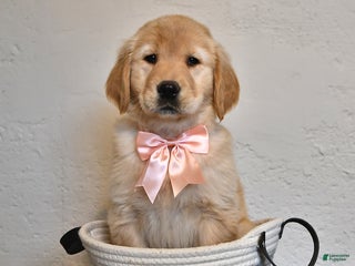 Golden Retriever dogs - Ad 15