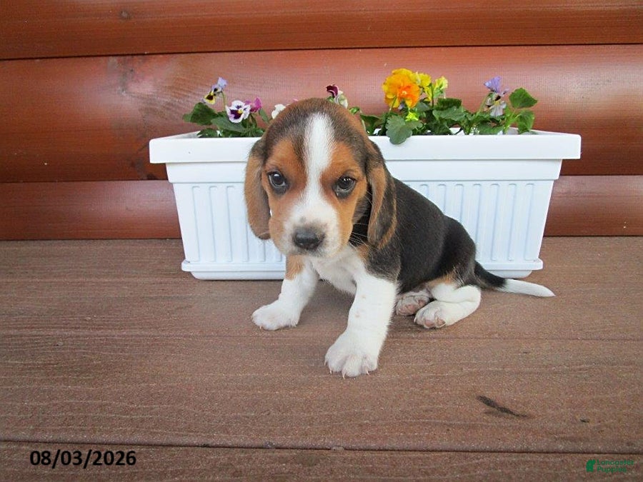 Beagle dogs for sale: Lily - Ad 2