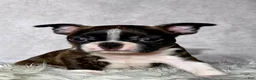 Boston Terrier dogs for sale: Mr. Max - Ad 10