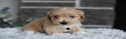 Maltipoo dogs for sale: Milo - Ad 11