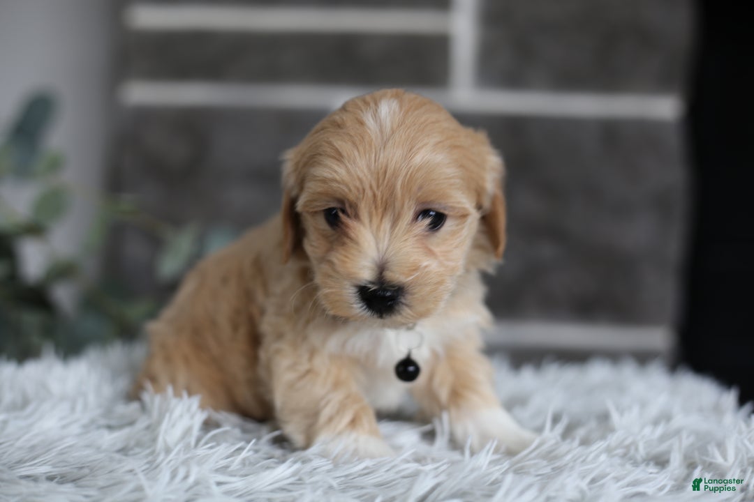 Maltipoo dogs for sale: Milo - Ad 11