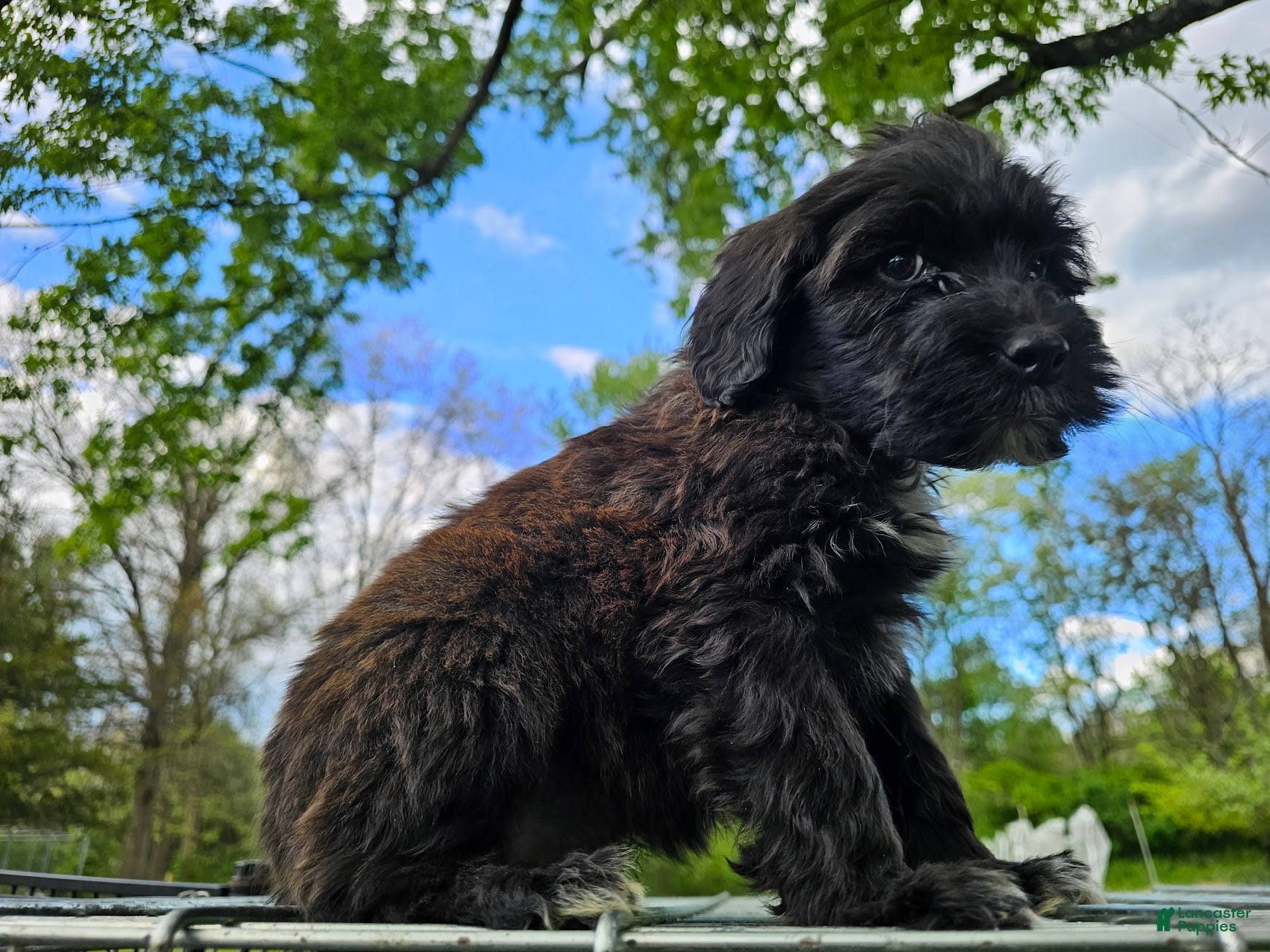 Portuguese Water Dog dogs Coco B. 🤎 - Ad 1