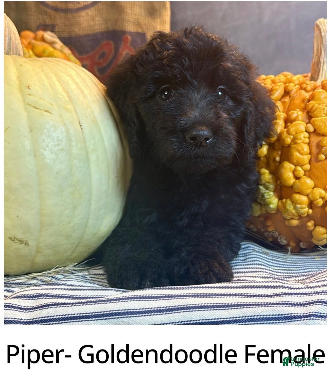 Goldendoodle dogs for sale: Piper - Ad 4
