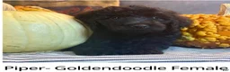 Goldendoodle dogs for sale: Piper - Ad 1