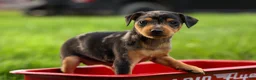 Miniature Pinscher dogs for sale: AMY - Ad 5