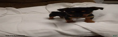 Buddy