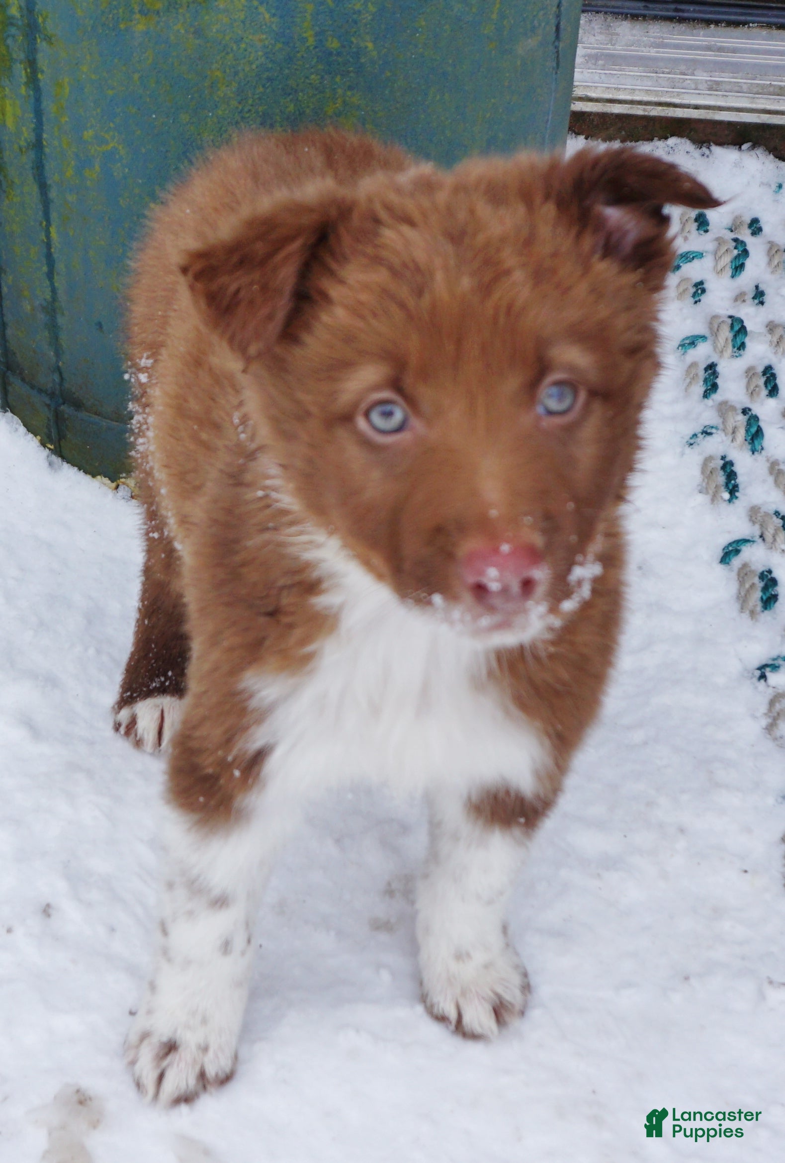 Border Collie dogs Madeline - Ad 39