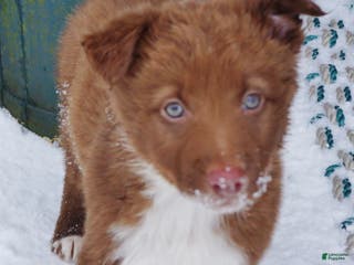 Border Collie dogs Madeline - Ad 39